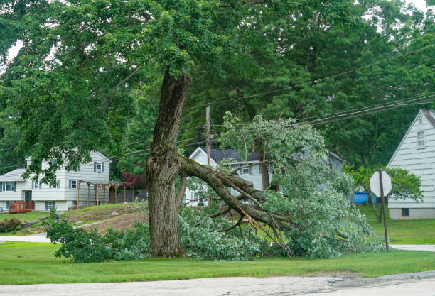 Palm Tree Trimming in Avonia, PA